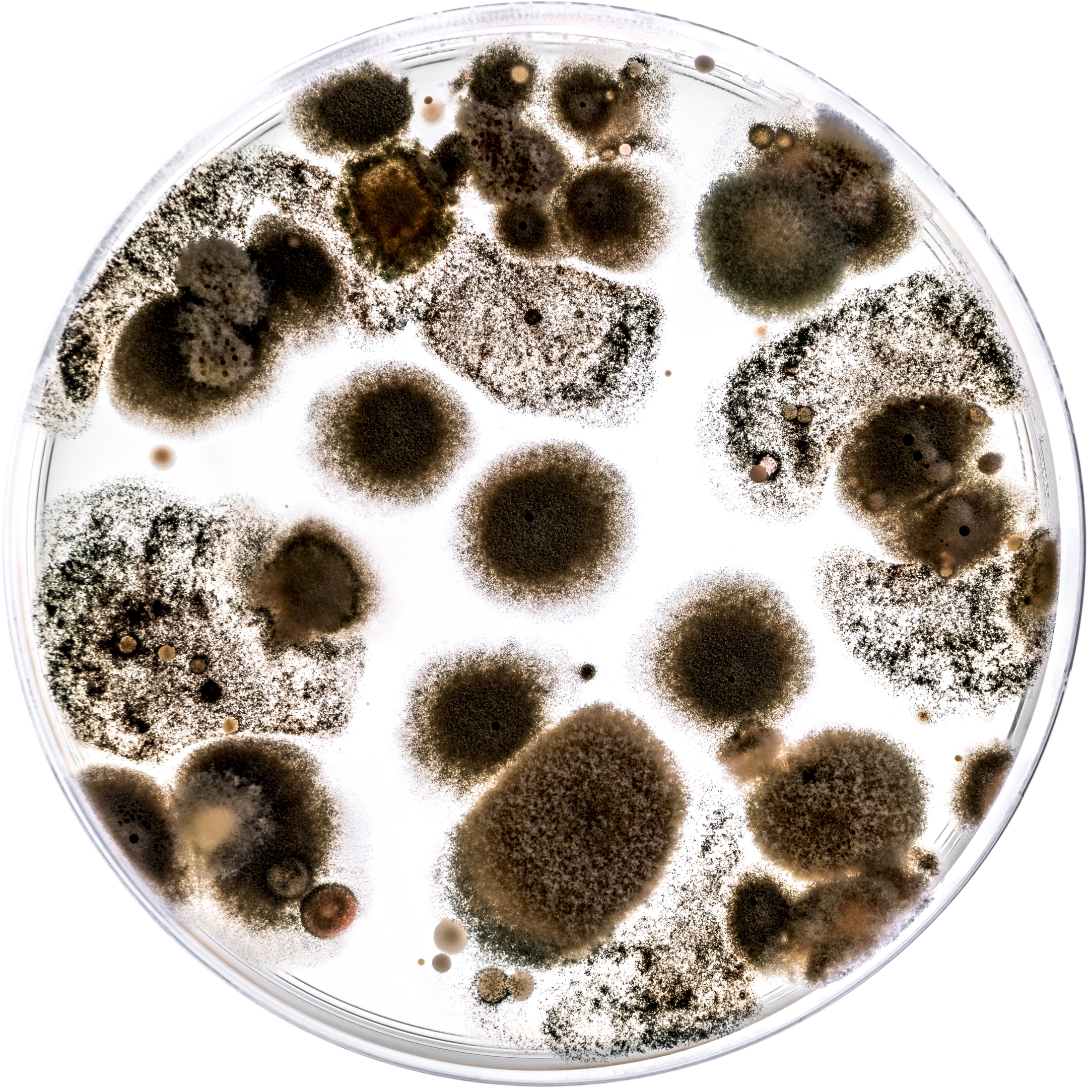 Microbial Portraits — Photography