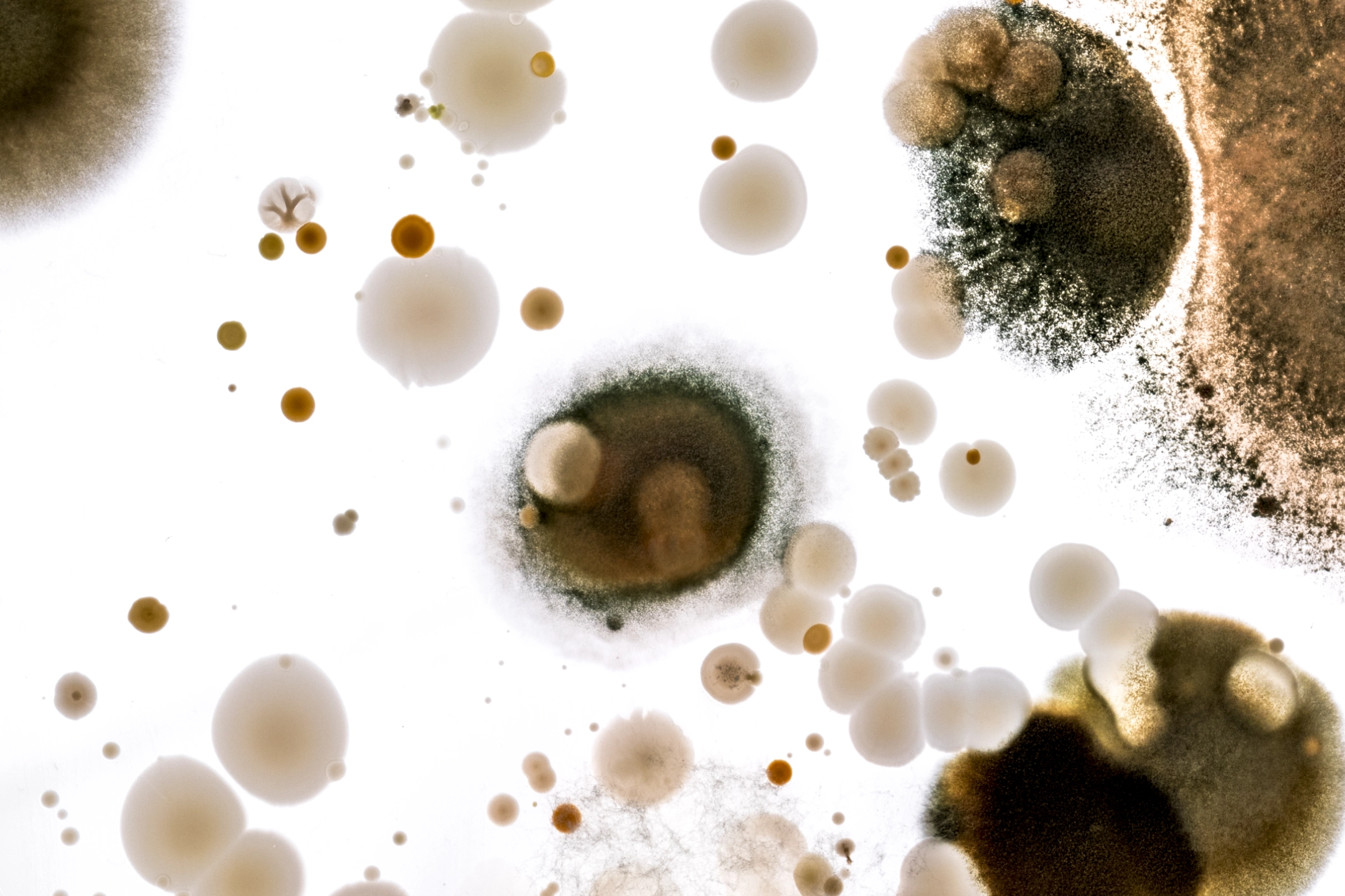 Microbial Portraits — Photography